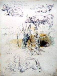 Cattle Studies