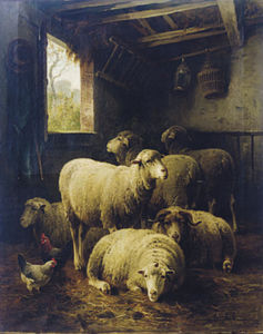 羊 在 一个 谷仓