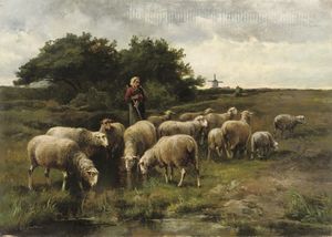羊 附近  一个  溪水