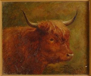 头 和  肩膀  肖像  的  一个  高地  牛