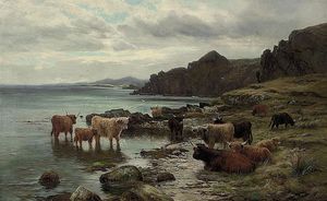 苏格兰高地牛浇水在湖
