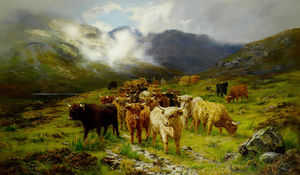 Montanaro Bestiame , isola di Skye