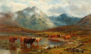 cattle scotch e nebbia