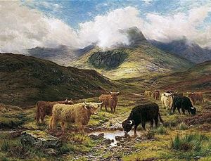 Cattle In The Highlands