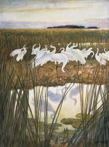 The Dance Of The Whooping Cranes