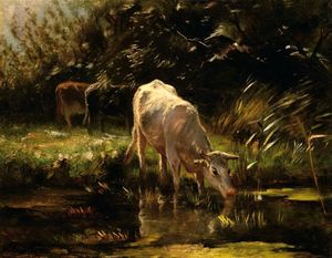 a `calf` 饮用  从  池塘