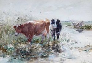 Cows Watering In A Polder Landscape