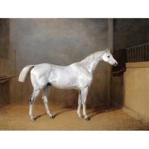 A Lieblings Grey Horse Belonging To George Reed Standing in loser Box