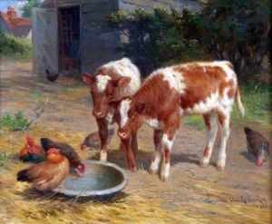 Farmyard Scene With Calves And Chickens Drinking From A Bowl