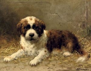 A Pup Saint-Bernard