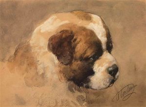 A Study Of A Saint Bernard Puppy