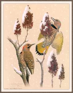 northern yellow-shafted flicker
