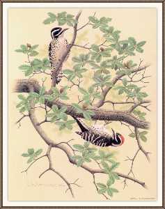 nuttalls woodpecker