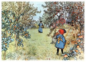 la récolte de pomme