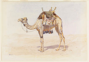female riding camel