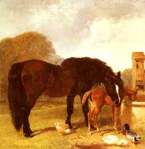 马和马驹在浇水槽