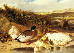 Stockenten-Enten und Entenküken auf einem Fluss