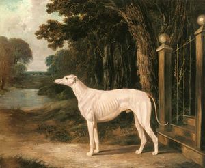 vandeau a white greyhound