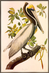 braune Pelikan