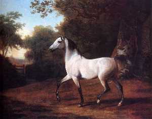 A グレー アラブ 種馬 には 森のある風景