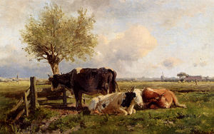 Riposo mucche