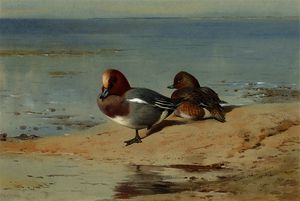 A pair of widgeon on the shore