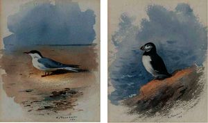 Study of a puffin; and study of a seagull