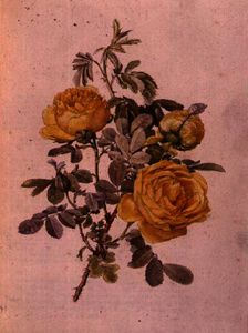 Rosa genus