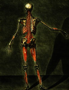 深 肌肉发达 系统  的 后面的  的 身体 , 板 10 的 一个 完成 课程 的 解剖学 与 文本 通过