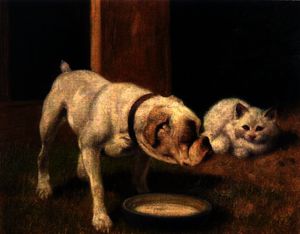 Un Bulldog con il bianco Persiano Gatto