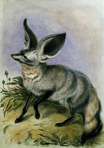 Long-Eared Fox