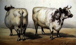 Study of two long-horned cows