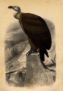 au FAUVE  vautour