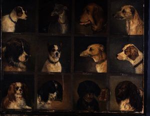 Twelve favourite dogs