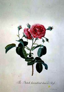Néerlandais hundred-leaved Rose