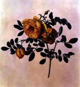 Роза hemispherica