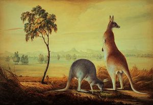 Two kangaroos in a landscape,