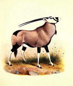 The gemsbok