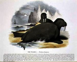 The Walrus educational