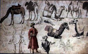 Camel studies
