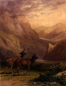 Cervo in le highlands