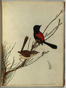 Scarlet ^ black warbler