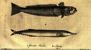 Greater Weever - Saury - from A Tour in Scotland