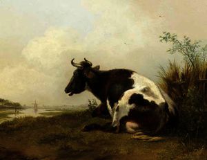 A cow resting in a meadow