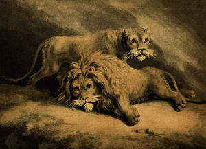 Studies of lions
