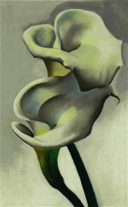 Two calla lilies together