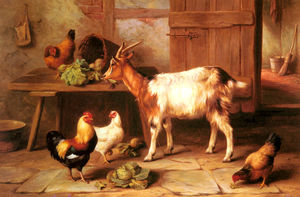 山羊和鸡饲养在一间小屋内