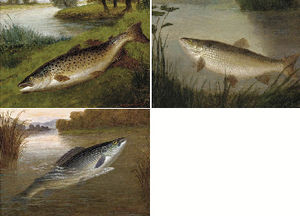 A grayling; a chub; and a lea trout from the pied bull stream, st. nugent, hertfordshire