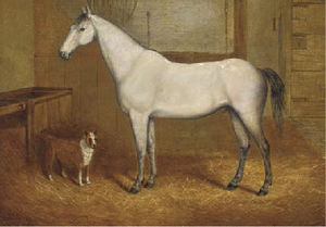A grey with a terrier in a stable