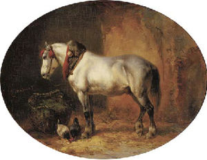 A grey in a stable